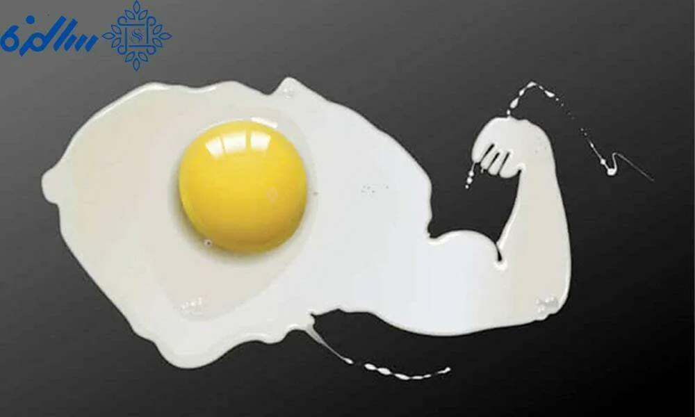 میزان پروتئین تخم مرغ